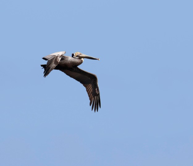 Brown Pelican in flight