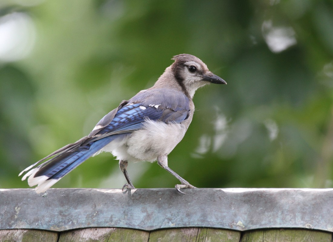Mr. Bluejay