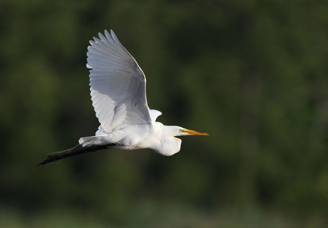 Great Egret in flight