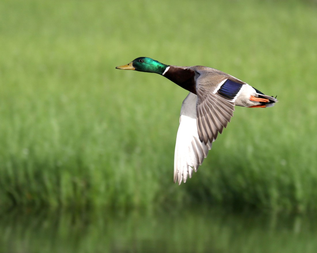 male Mallard duck in flight