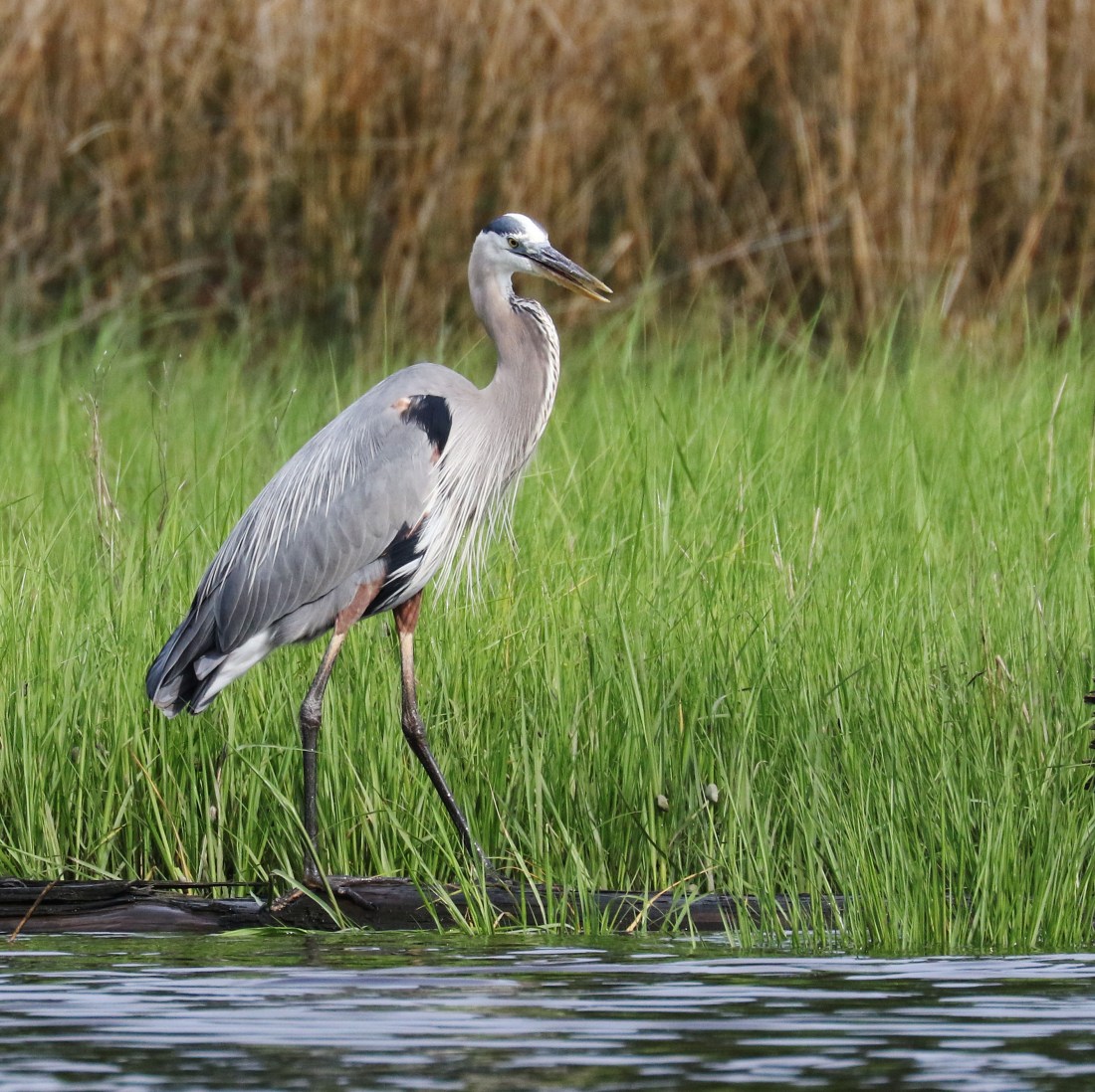 'chirping' Great Blue Heron