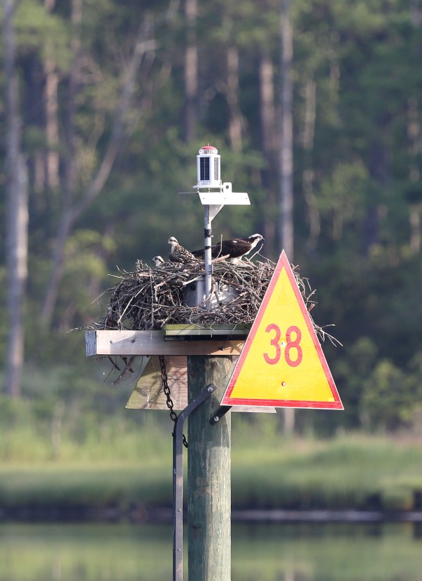 ospreys_on_nest