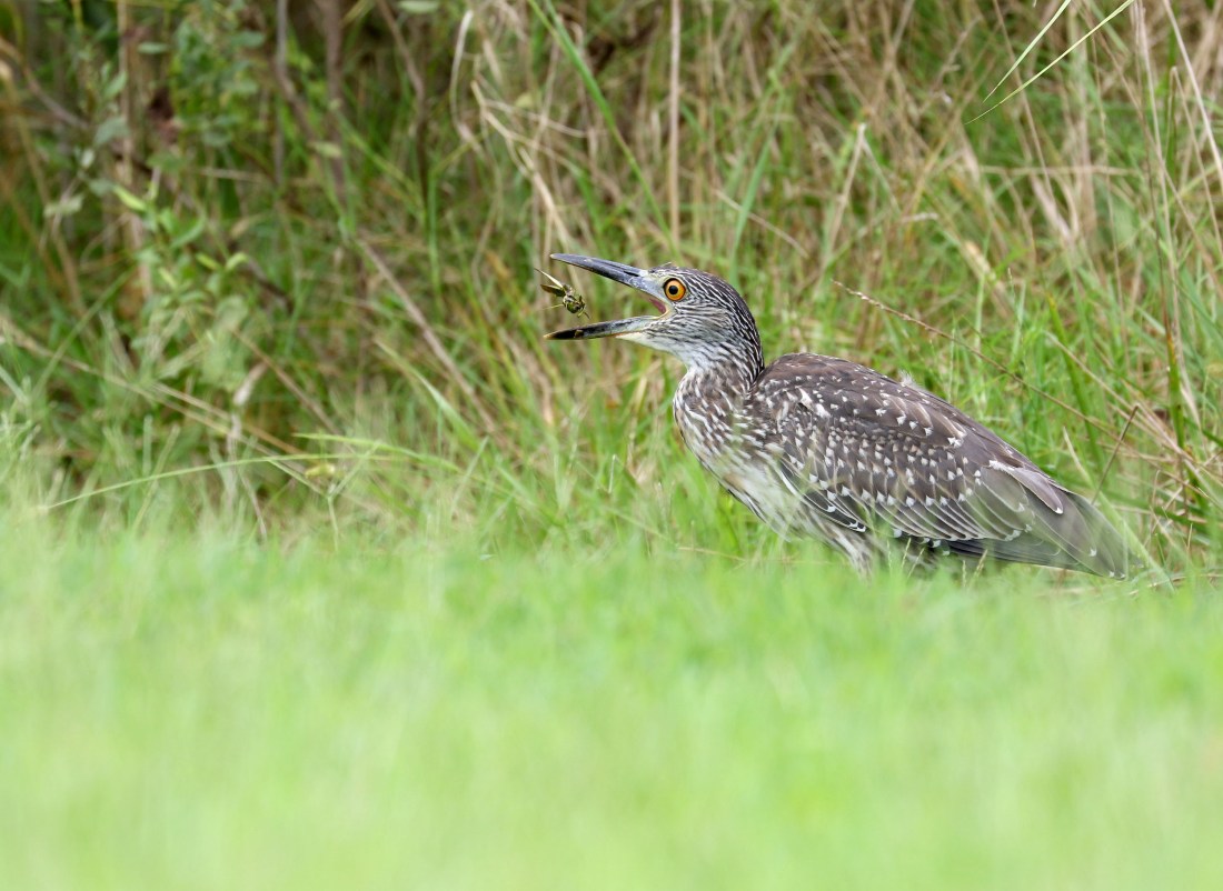 Young Yellow-crowned Night Heron eating a grasshopper