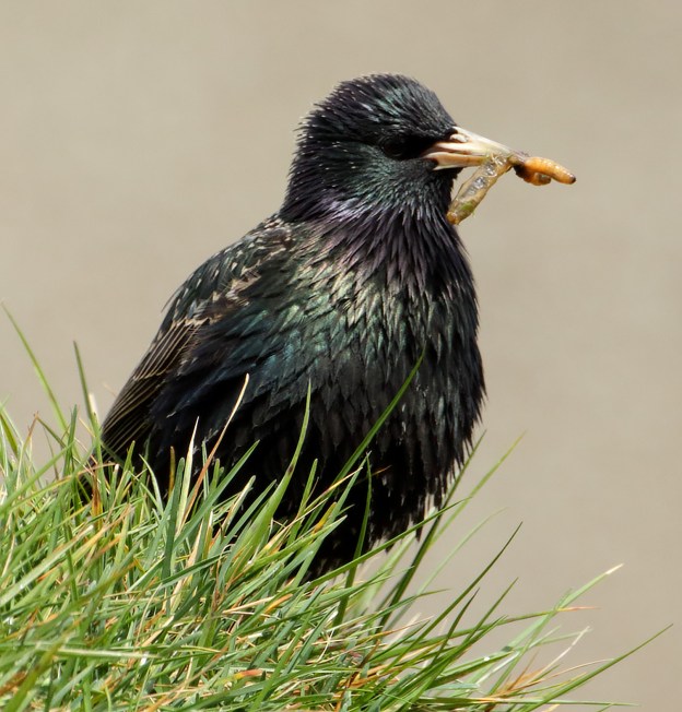 © Marshall Faintich
Isles of Lewis/Harris, Scotland
May 2017
