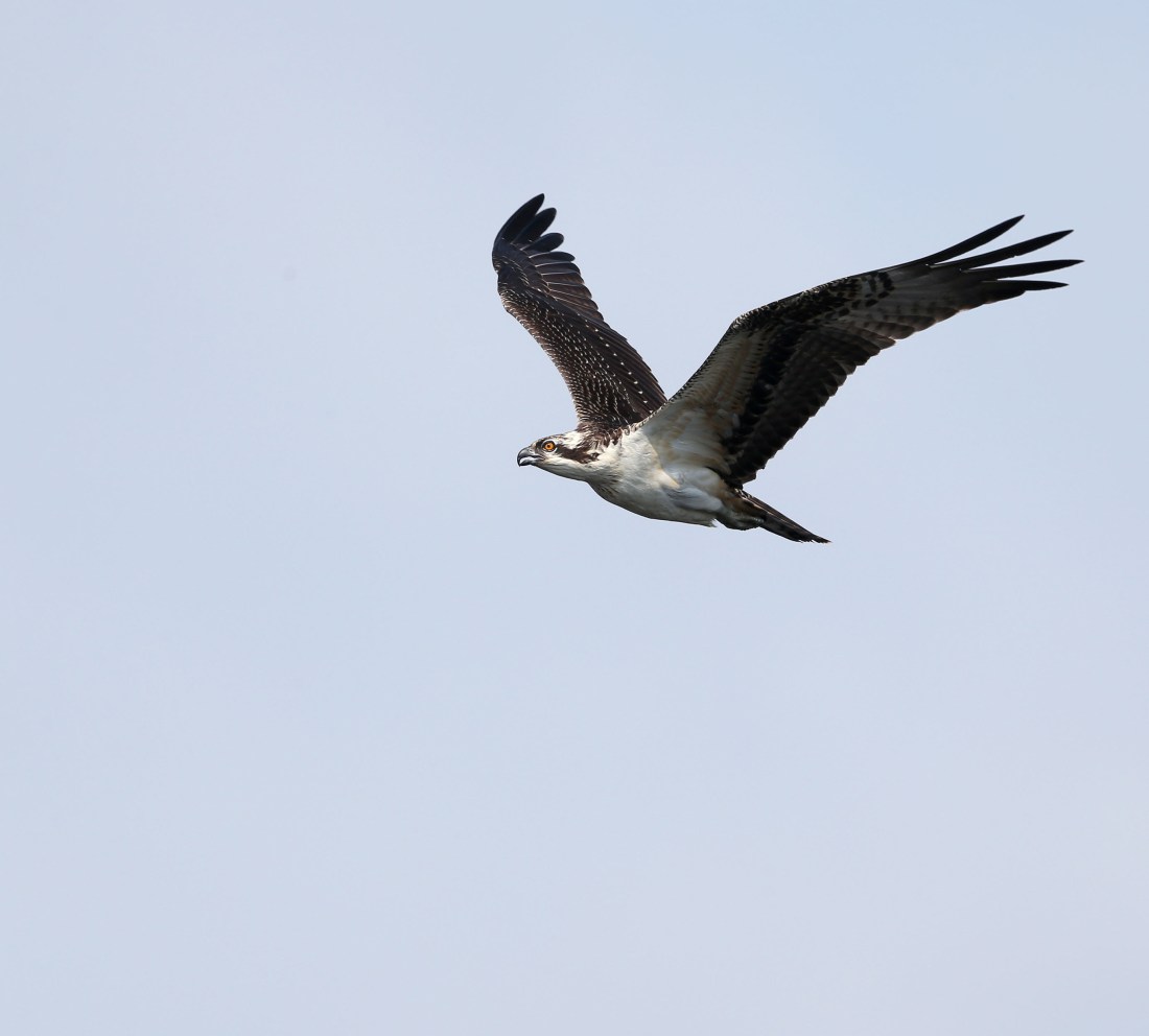 Immature Osprey in flight