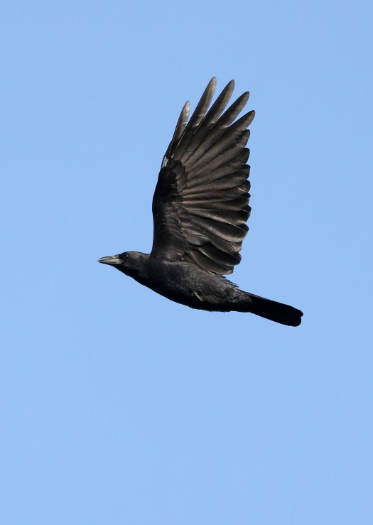Crow in flight