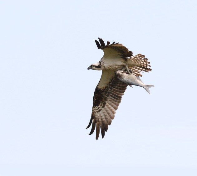Osprey in flight with fish