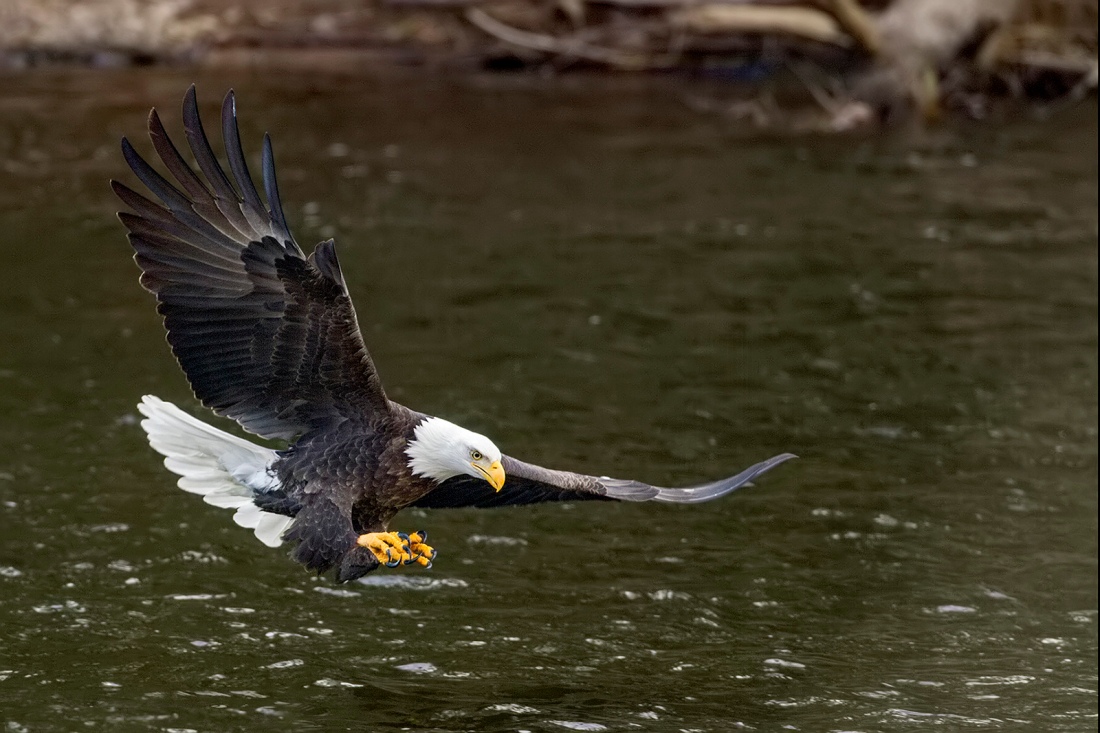 Bald Eagle about to capture prey