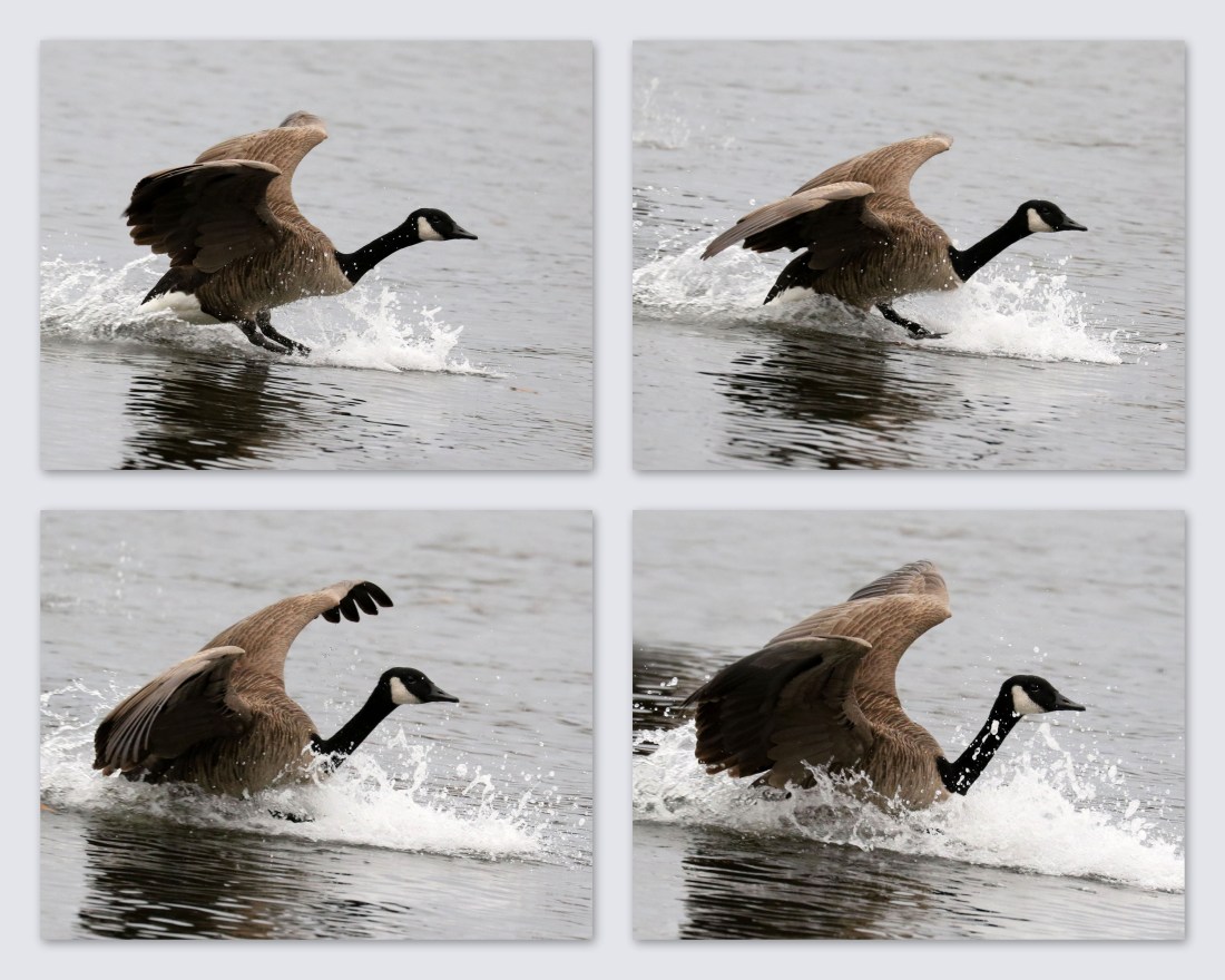 Canada Goose landing in the Elizabeth River