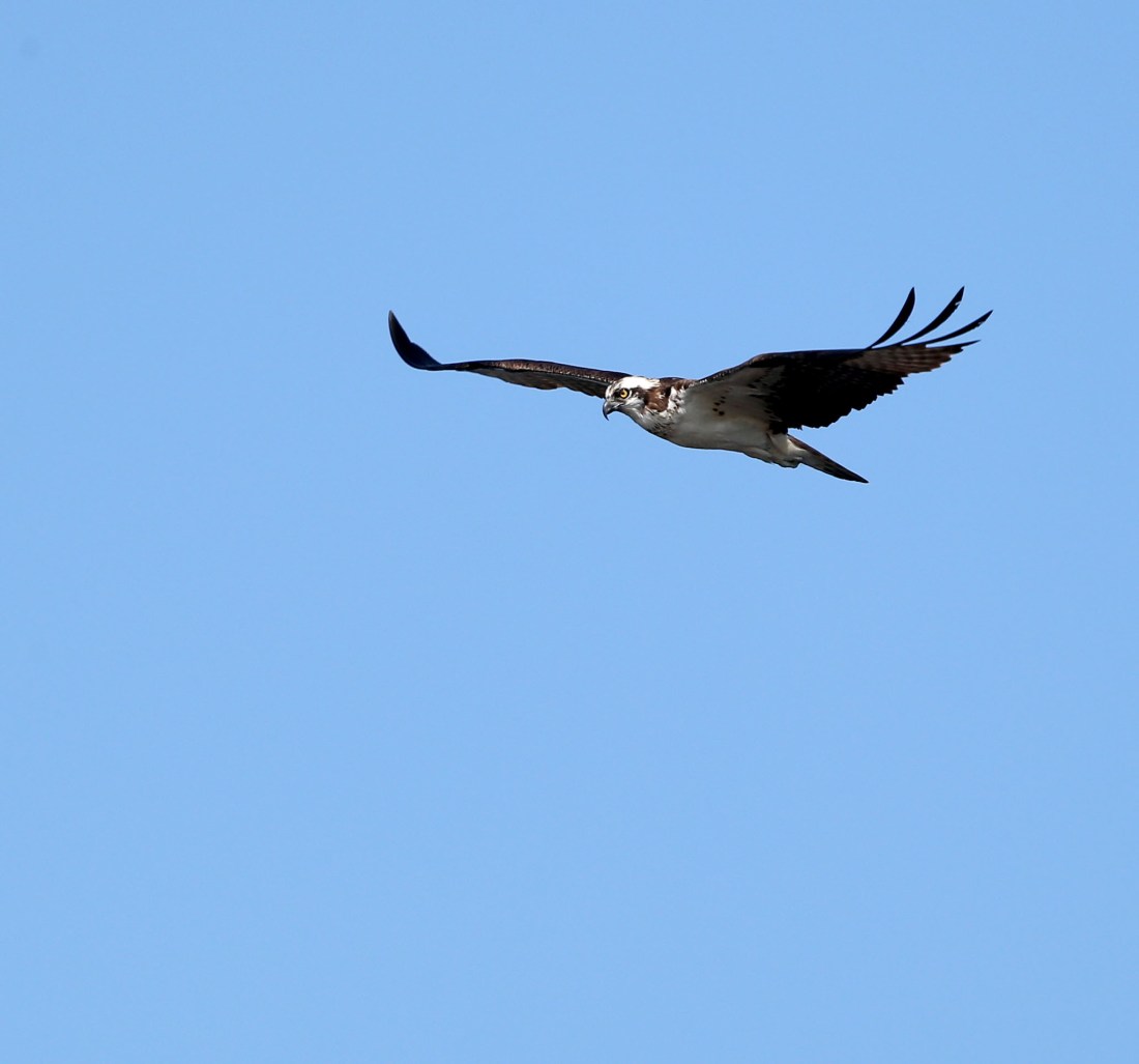 Osprey soaring above the Elizabeth River