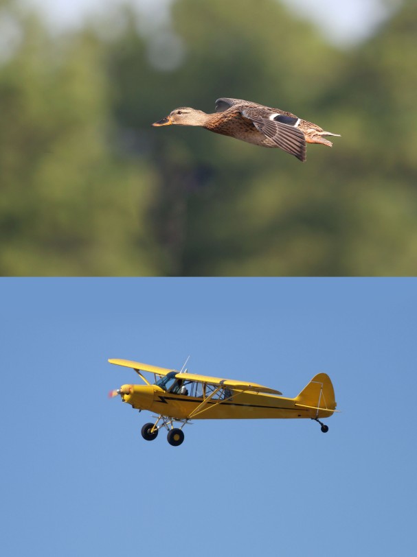 Flying Mallard duck and flying airplane composite