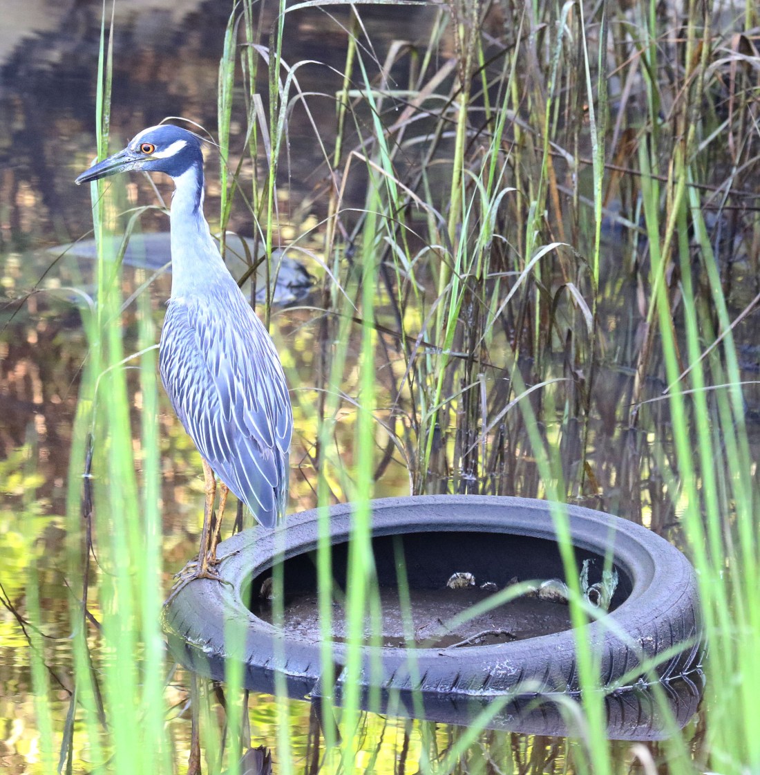 Adult Yellow-crowned Night Heron on a tire