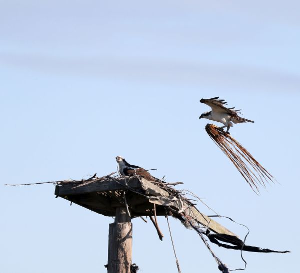 Male Osprey delivering nesting material