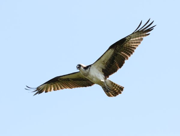 Osprey in flight