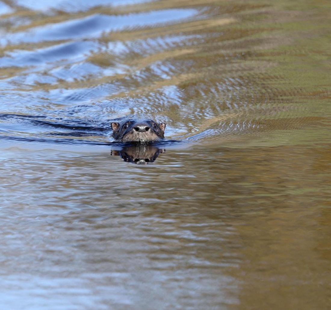 river otter in Mains Creek