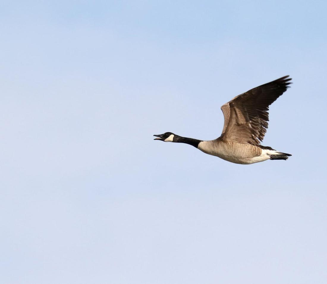 Canada Goose