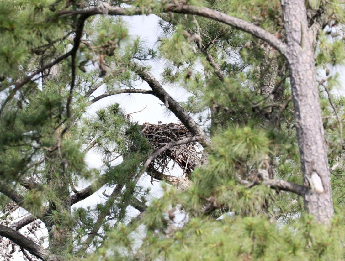 Osprey nest in live tree!