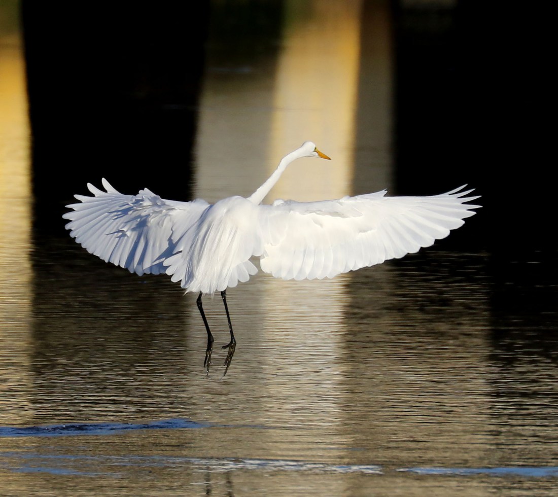 Great Egret