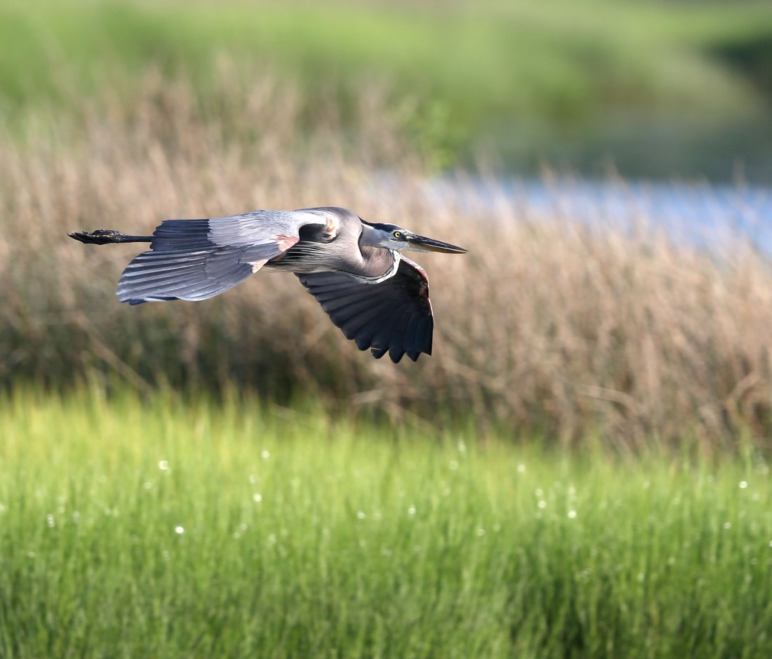 Great Blue Heron