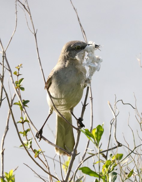 Northern Mockingbird with nesting material