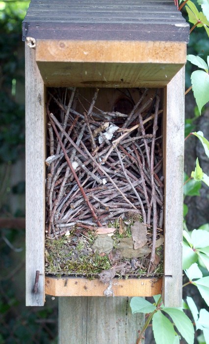 abandoned House Wren nest