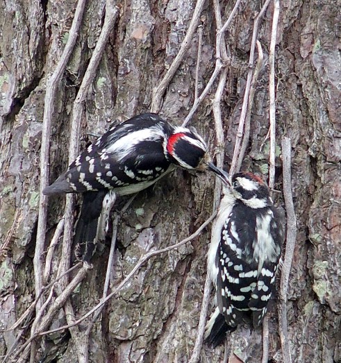 male Downy Woodpecker feeding young