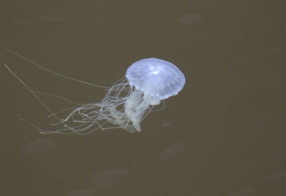 jellyfish