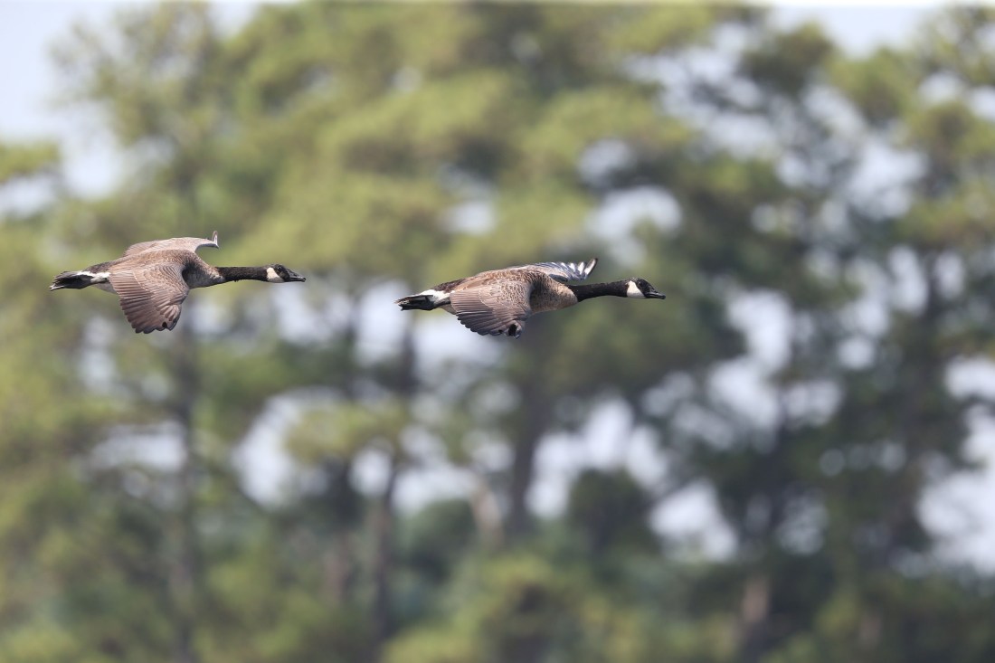 Canada Geese in flight