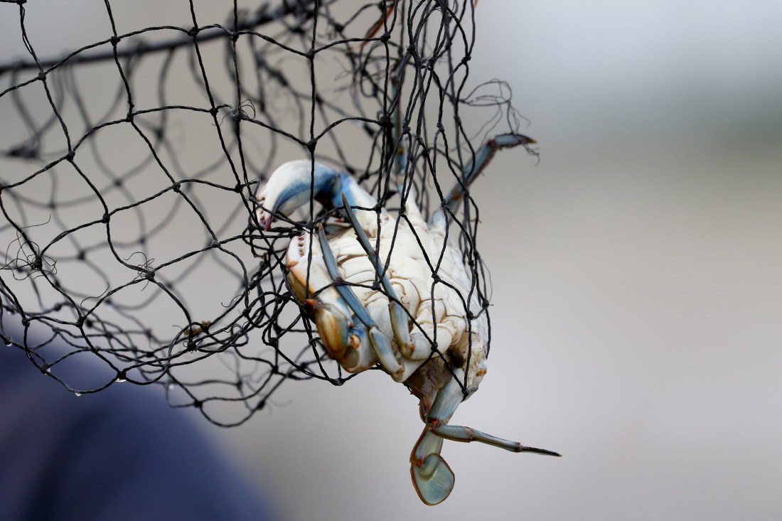 blue crab in net