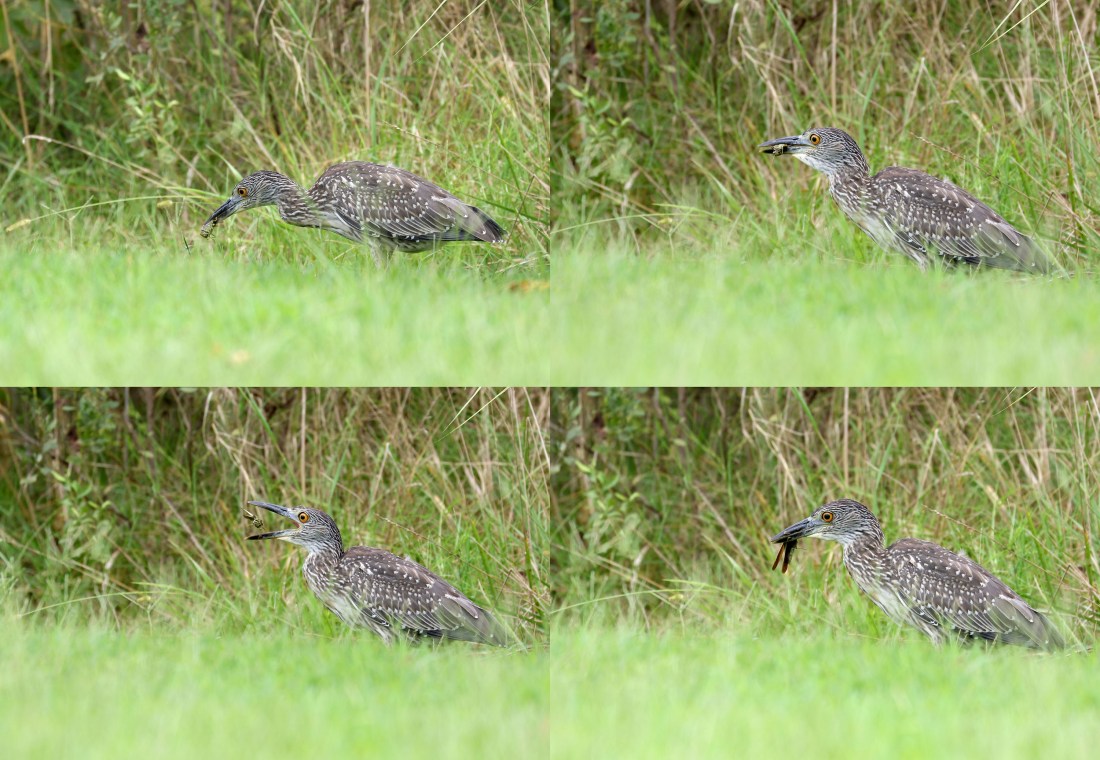 Yellow-crowned Night-Heron composite