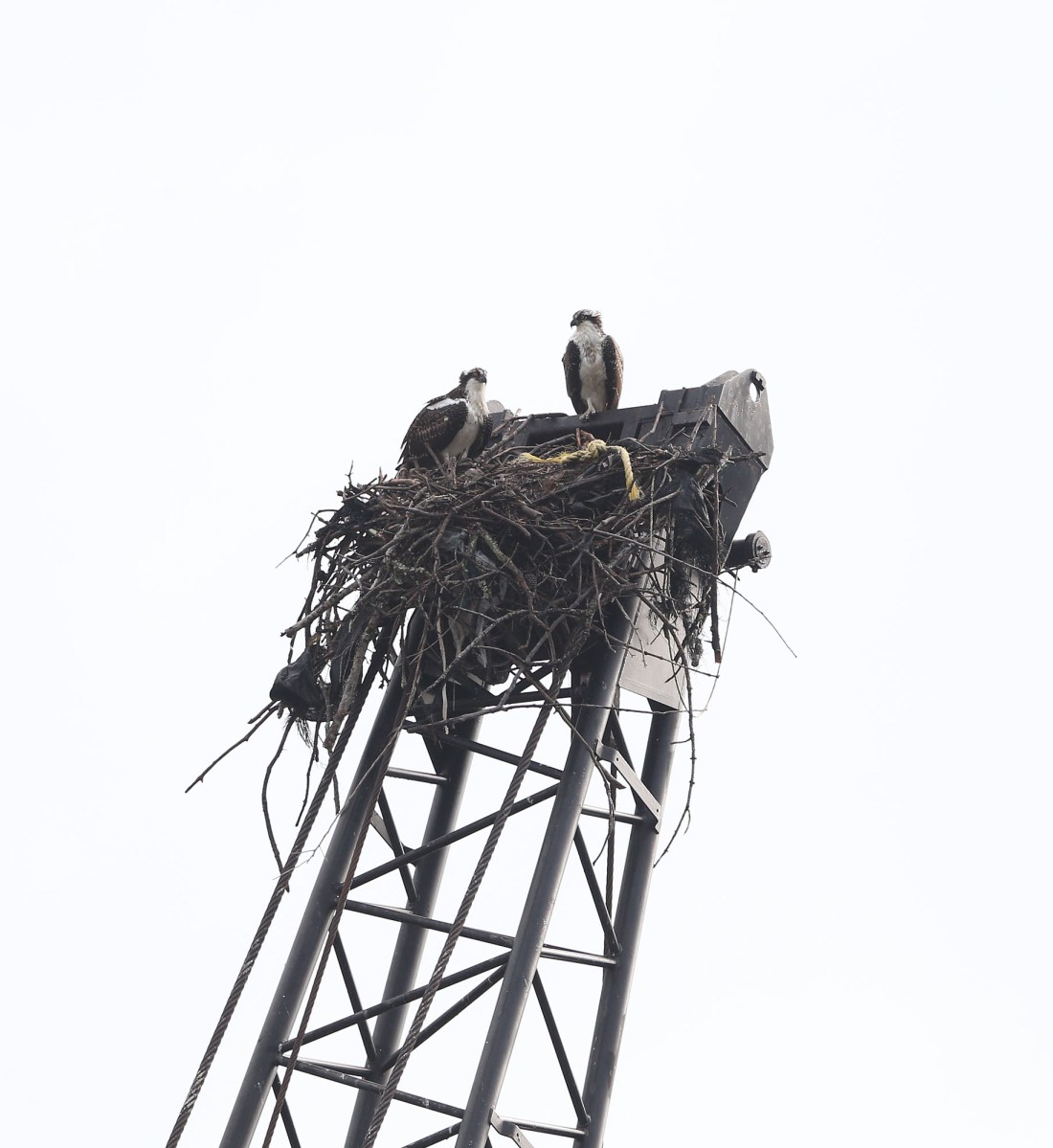 juvenile Ospreys atop crane