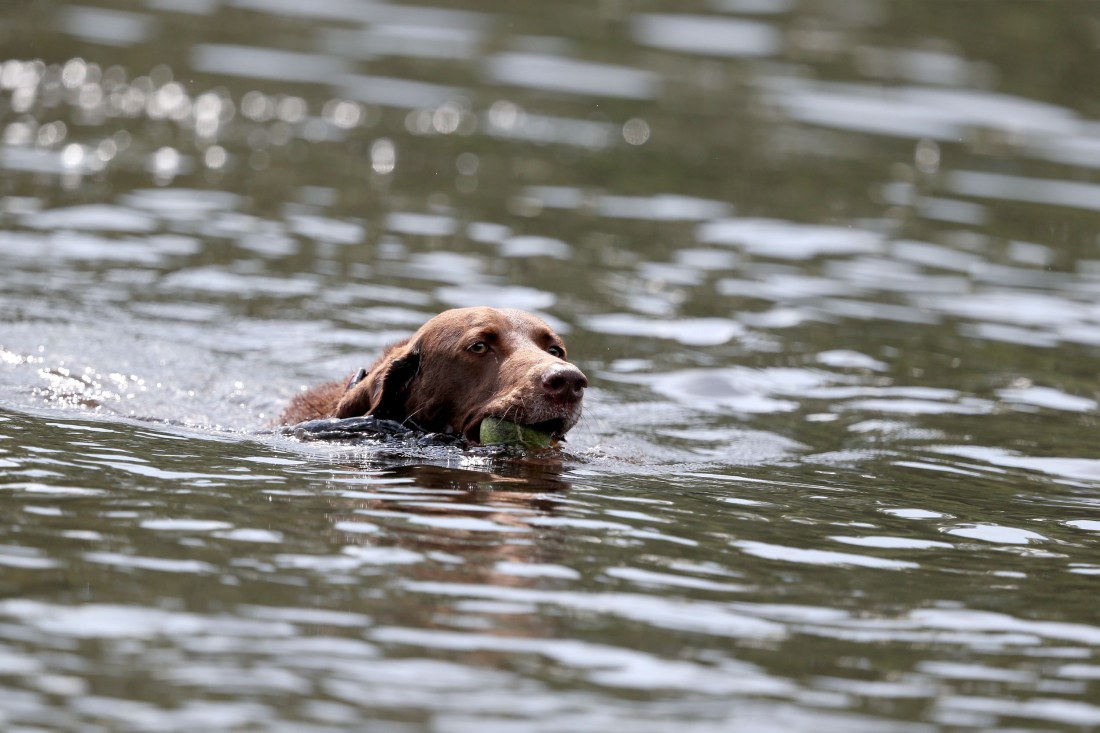 Beau (a dog) and his ball in the Elizabeth River