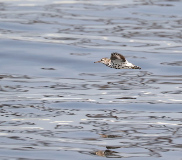 Spotted Sandpiper in flight