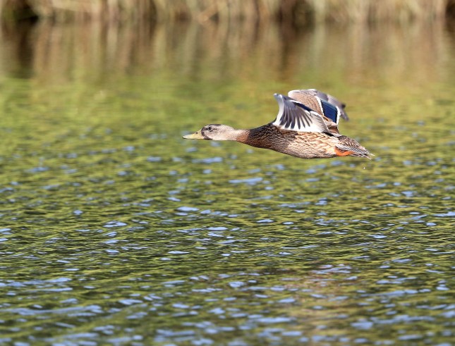 Female Mallard in flight