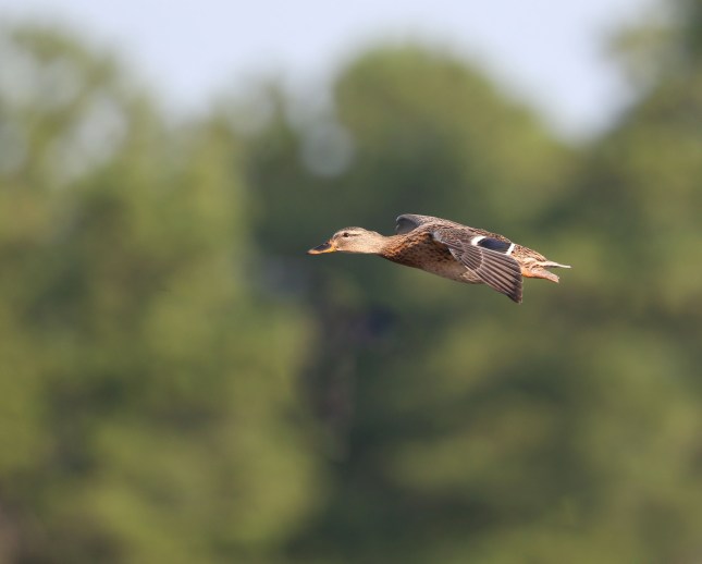 Female Mallard in flight