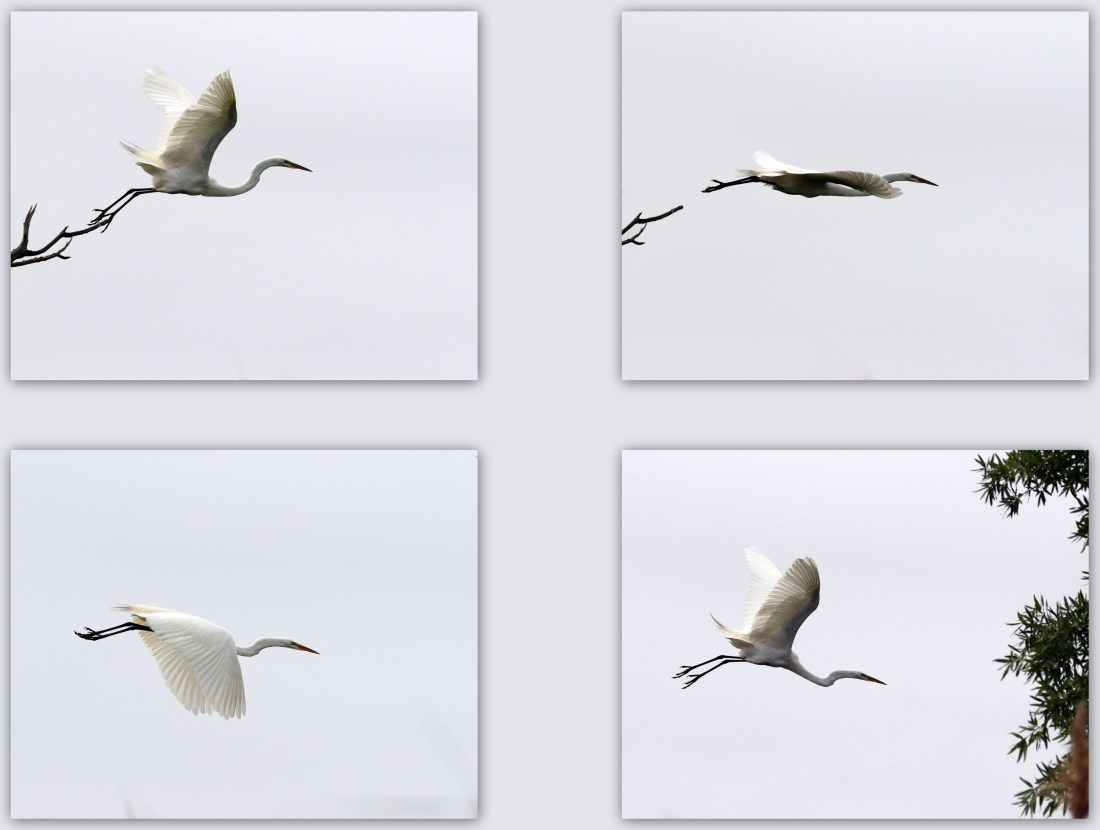 Great Egret flight sequence
