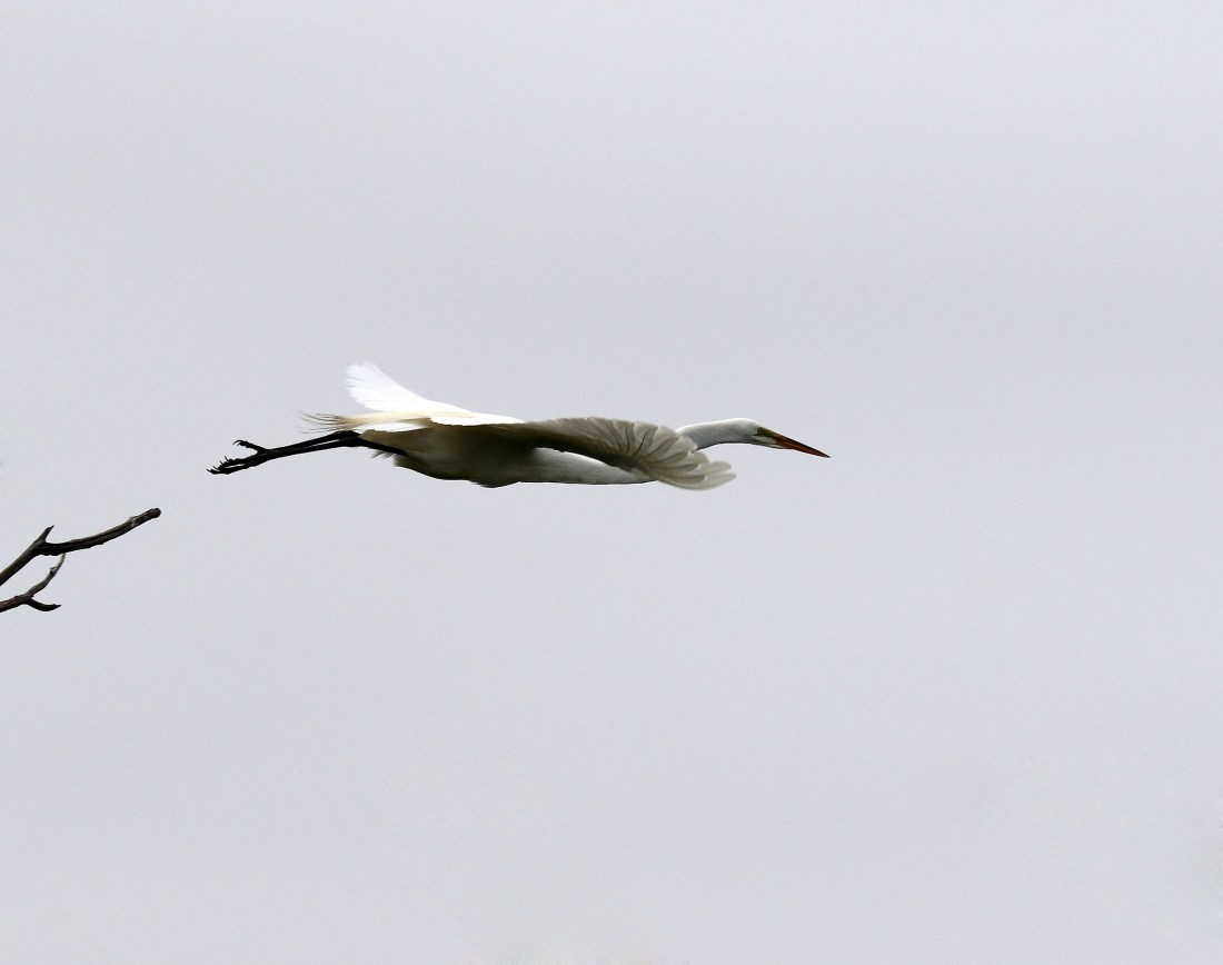 Great Egret launching