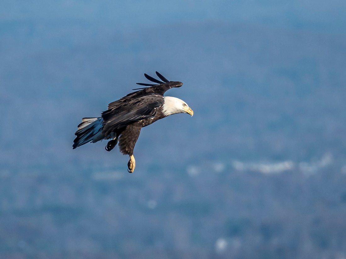 Bald Eagle about ready to land