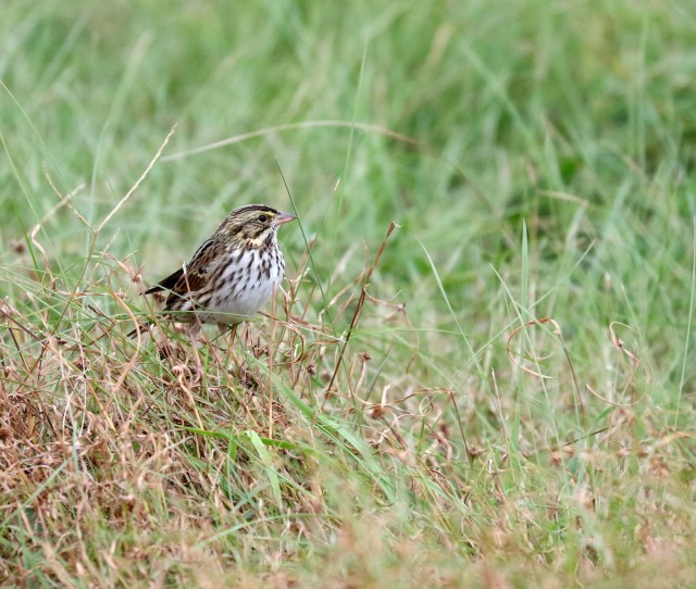 Savannah Sparrow on the ground
