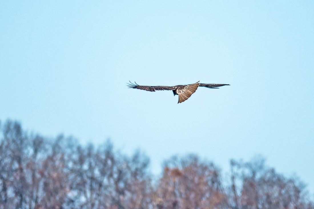 Immature Red-tailed Hawk flying away