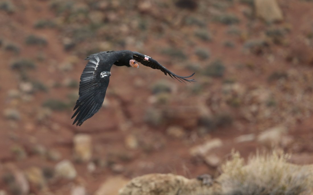 California Condor landing