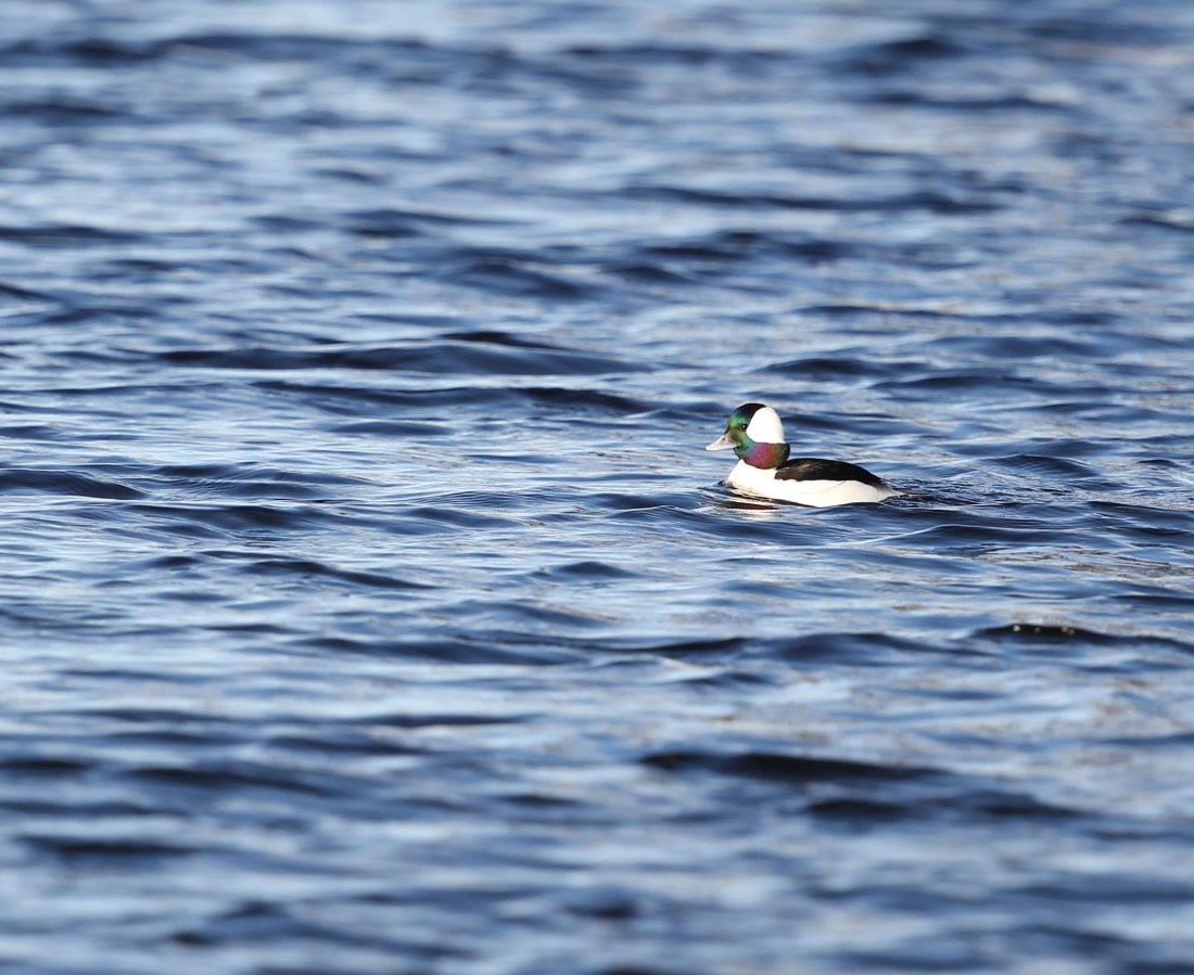 Male Bufflehead duck in the Elizabeth River