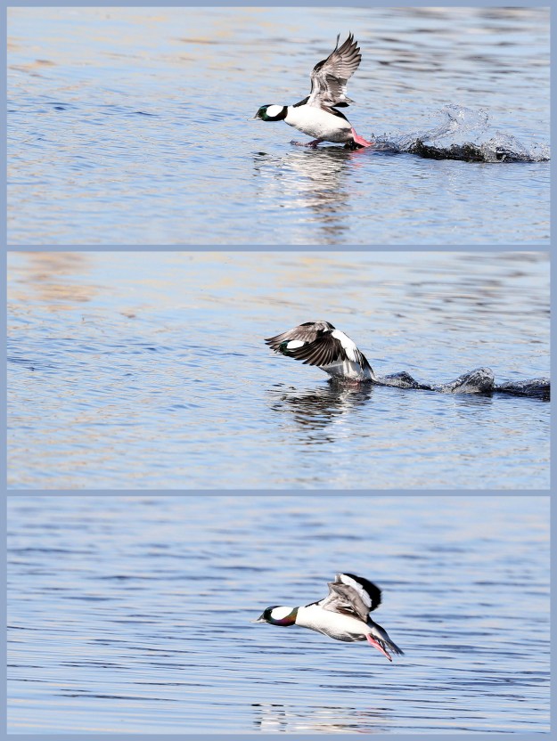 Bufflehead duck taking flight from the Elizabeth River