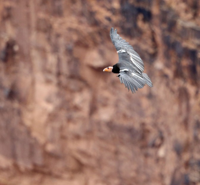Newly-released California Condor in flight