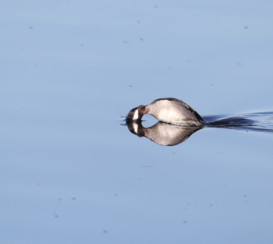 Female Bufflehead duck plunging