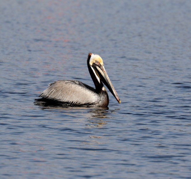 Brown Pelican
