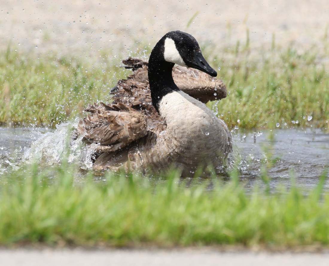 Canada Goose bathing in a puddle