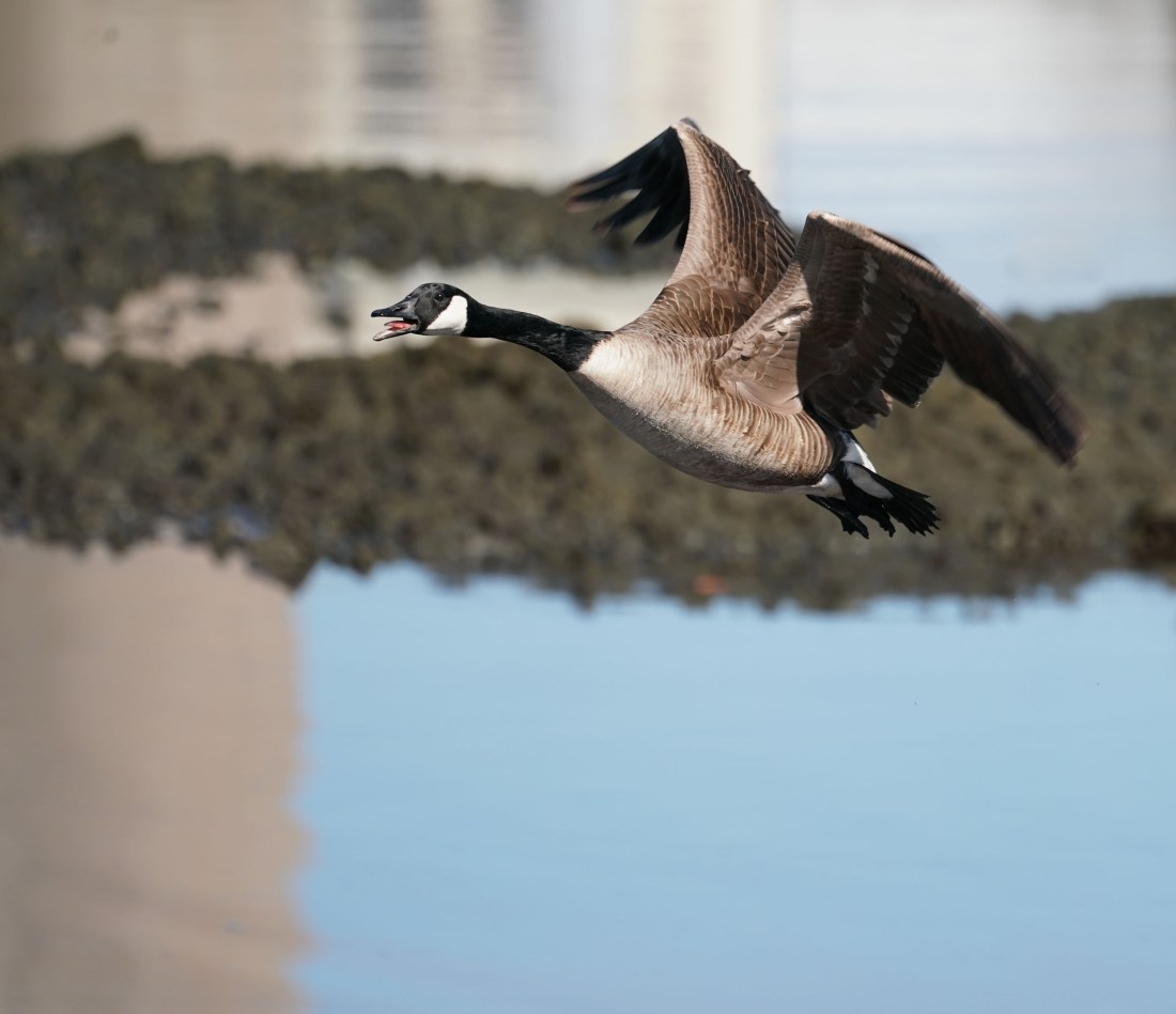 Canada Goose in flight