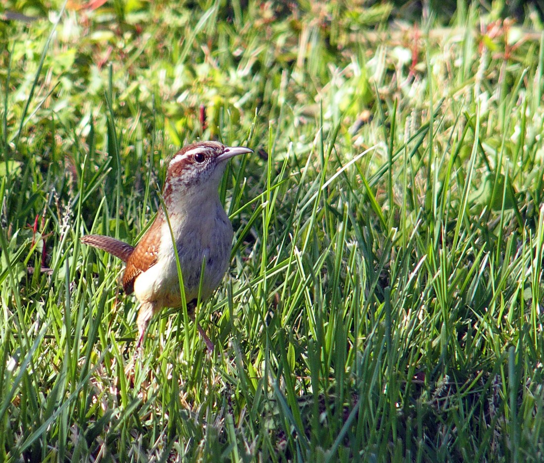 Carolina Wren on the ground