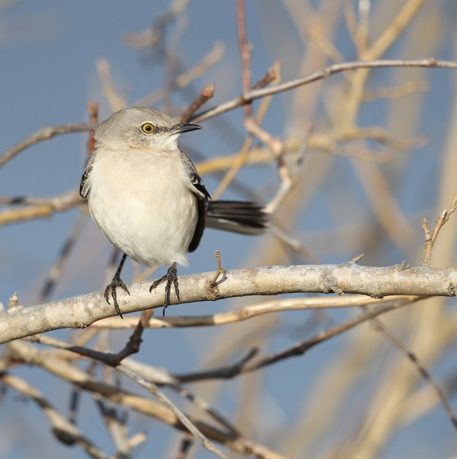 Northern Mockingbird perched